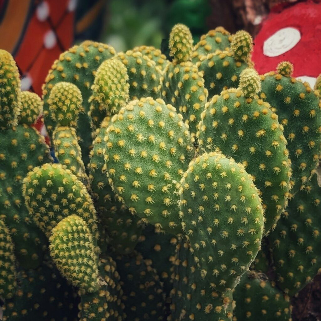 a close up of a green cactus plant